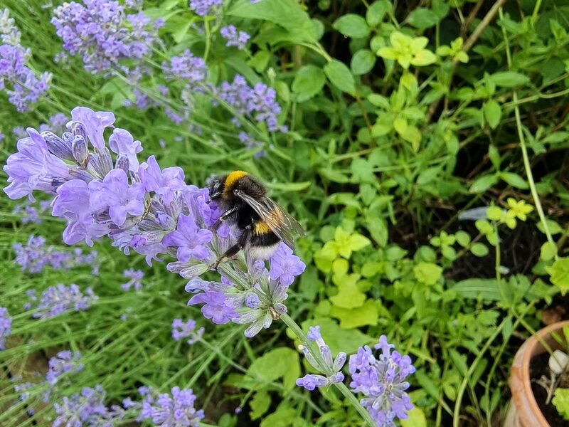 WunderWild identifying a bumblebee on lavender from a phone photo